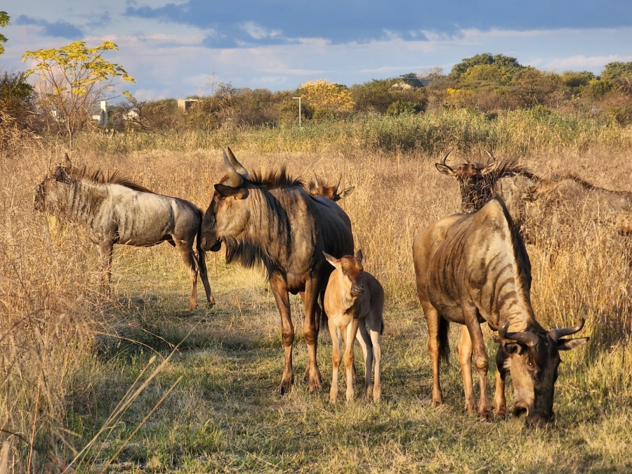 Commercial Property for Sale in La Camargue Private Country Estate North West
